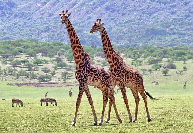 5GG Amboseli Taita Tsavo
