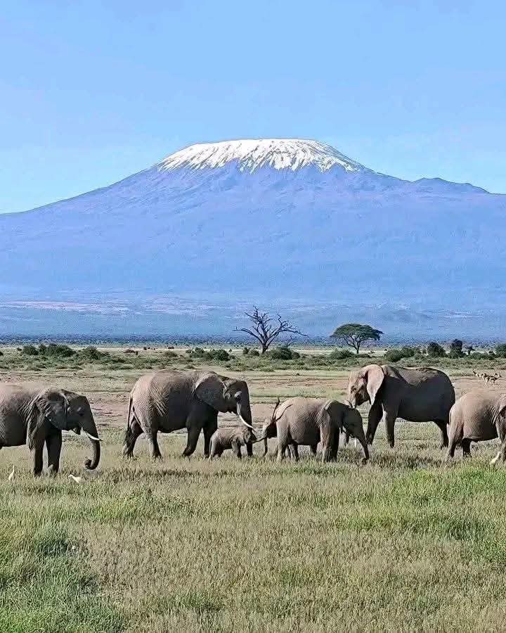 Amboseli e Tsavo 3 GG