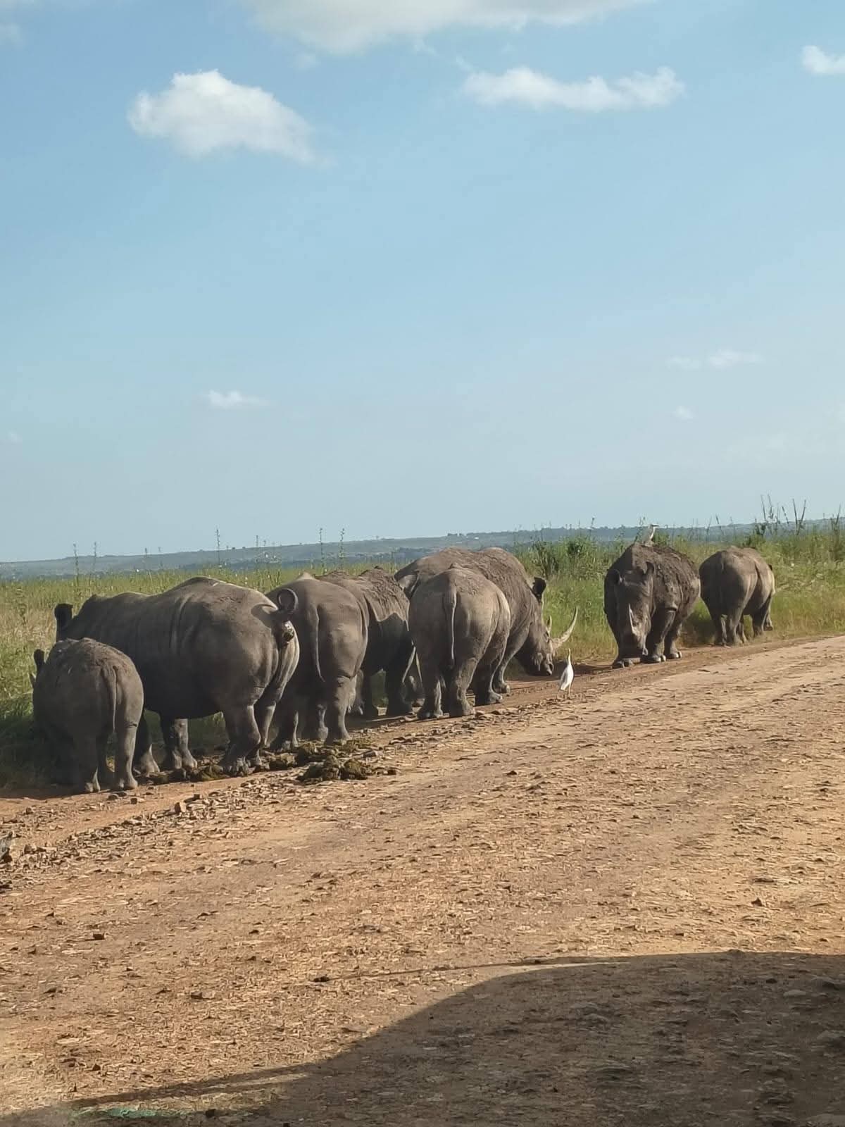 Safari Kenya
