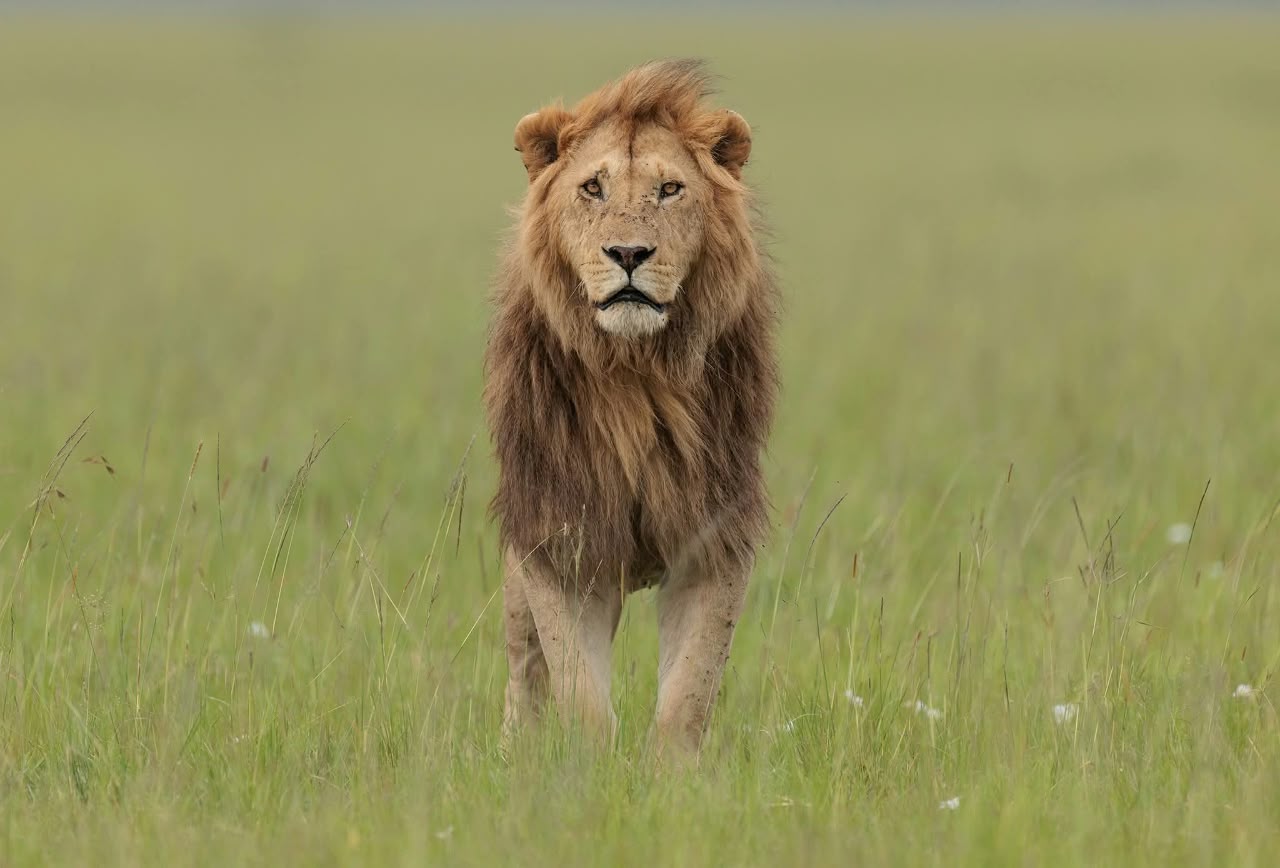 2 Giorni - Maasai Mara